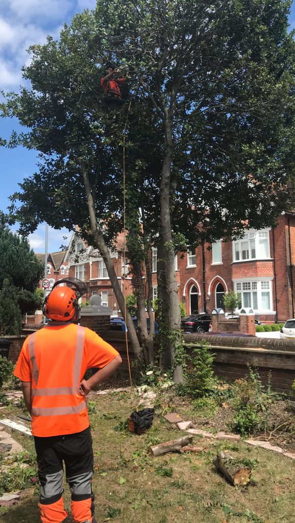 commercial contracting services. Tree surgeons, site clearance, commercial contractors