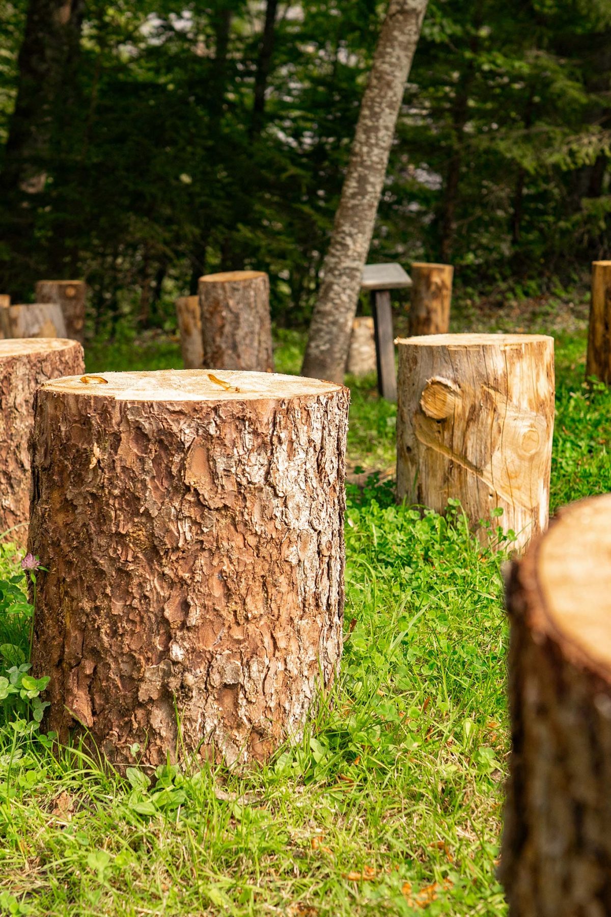 rows of tree stumps
