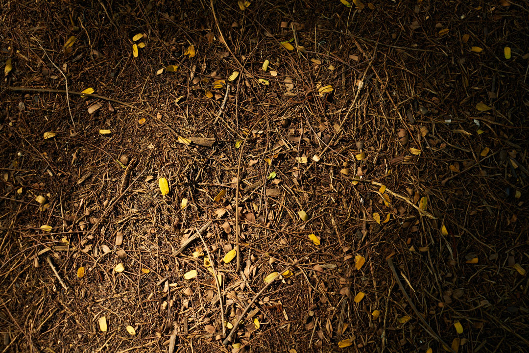 close up picture of clay soil, bark and tree leaves