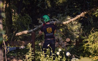 Site clearance, garden clearance, tree removal services