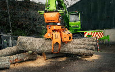 Tree removal Hampshire