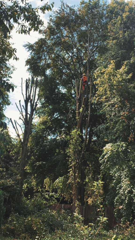 A man pruning a large dangerous tree in Southampton.