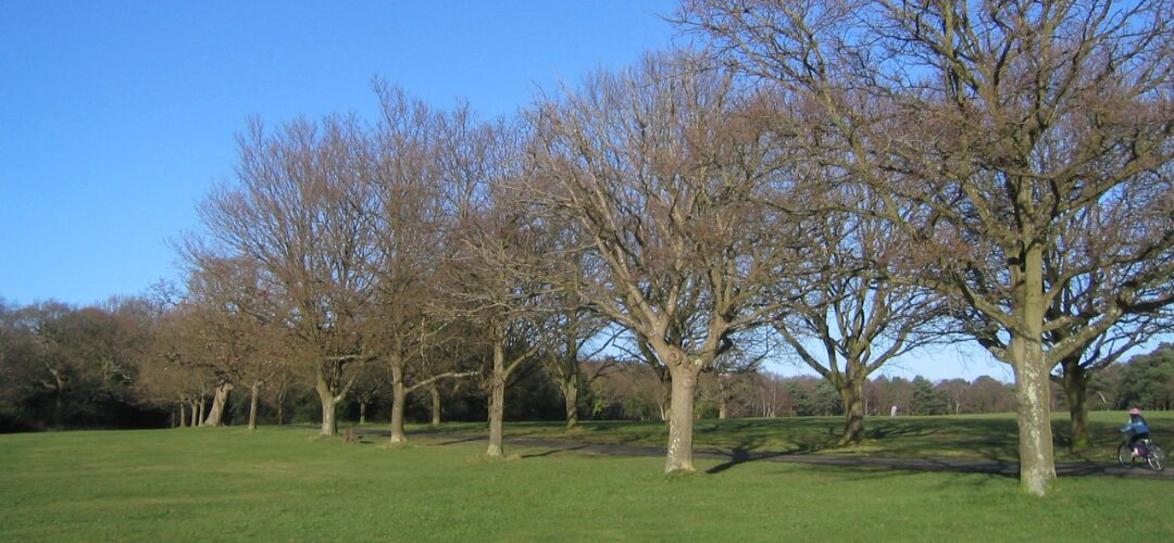 Trees on Southampton Common in Springtime,