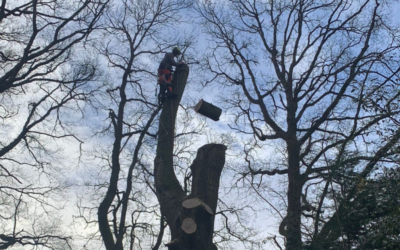 A man up a tree with a chainsaw. Emergency Tree Services, Southampton.